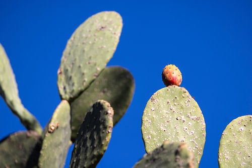 Cactus met vijg tegen blauwe lucht