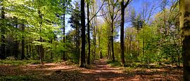 Der Rijsterbos im Frühling von Sabrina de Vries