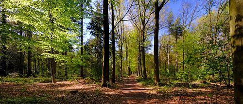 Rijsterbos in de lente