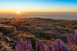 Sunset above the cloud cover with flowering Echium on La Palma by Natalia Gebauer Studio