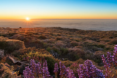 Zonsondergang boven het wolkendek met bloeiende Echium op La Palma
