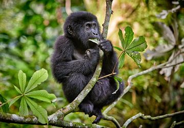 juvenile mountain gorilla sitting on a branch van Jürgen Ritterbach