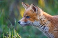 portret van een jonge vos van Pim Leijen thumbnail