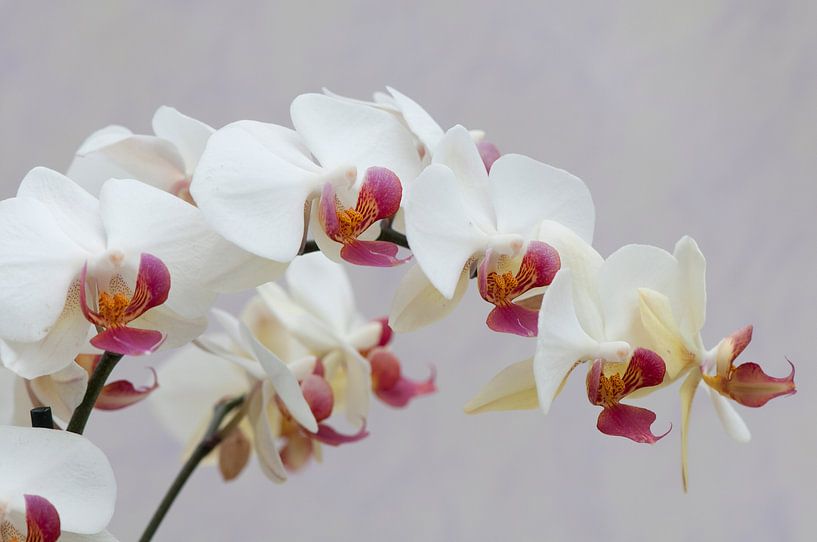 Witte orchidee (Orchideae) van Tamara Witjes