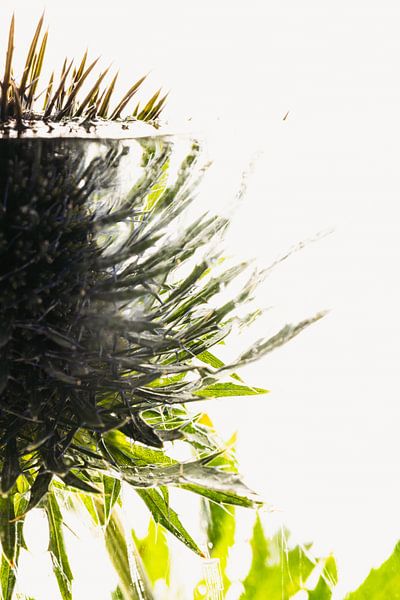 Distel in ijs 1 van Marc Heiligenstein