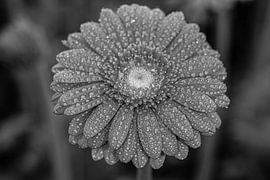 Kreativ mit Blumen von Annet van Heijster