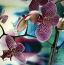 Orchidée par Iwona Sdunek alias ANOWI Aperçu