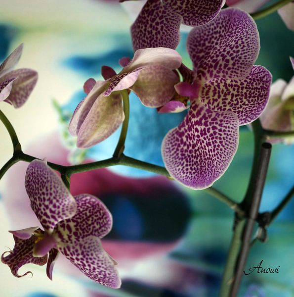 Orchidee van Iwona Sdunek alias ANOWI
