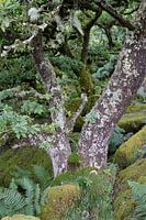 Wistman's Wood 5