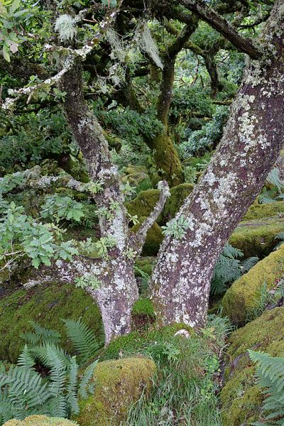 Wistman&#039;s Wood 5 von Ralph Jongejan