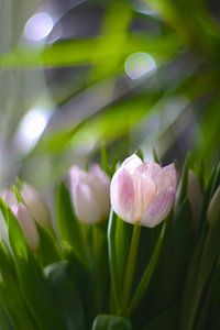 Tulpen