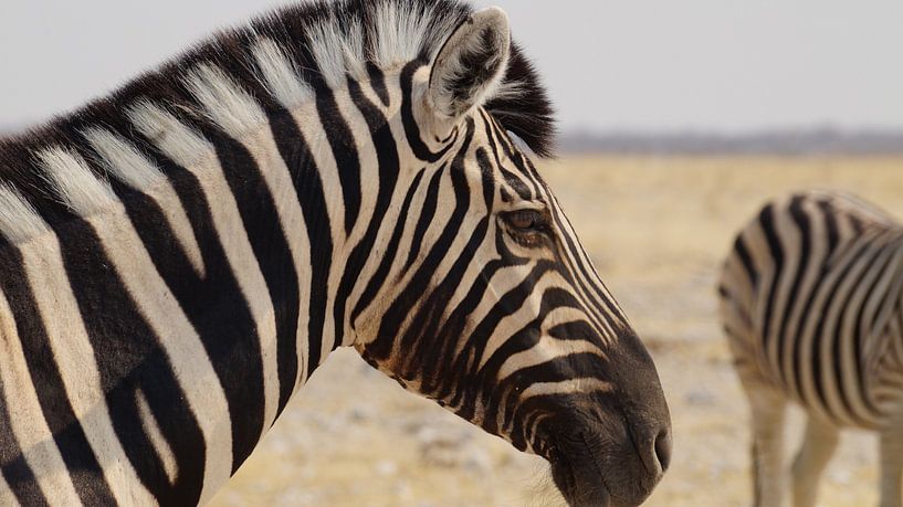 Zebra van Erna Haarsma-Hoogterp