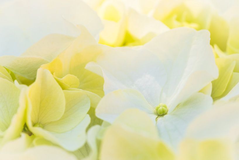 Flowers background with white hydrangea blossoms by Alex Winter