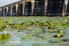 waterlelies van Tania Perneel
