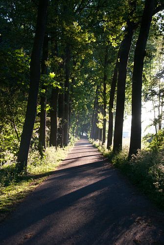 Zonsopkomst in stadspark Culemborg