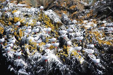 Vogels, de Zuid-Amerikaanse Tern. van Homemade Photos