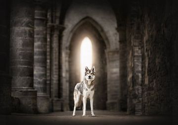 Guardian sur Nanuq Dog Photography