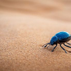 Bousier sur la dune sur Mathias Möller