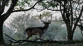 Tierfotografie - Auf der Hut... von Bert v.d. Kraats Fotografie