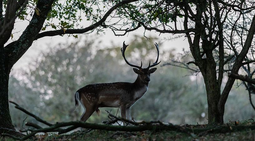 Animal photography - On the watch... by Bert v.d. Kraats Fotografie
