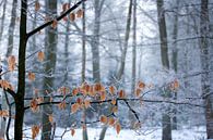 blaadjes in een wintersbos van Karijn | Fine art Natuur en Reis Fotografie thumbnail