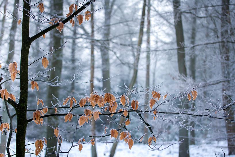 Blätter im Winterwald von Karijn | Fine art Natuur en Reis Fotografie