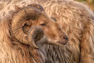 Sheep by Peter Bartelings