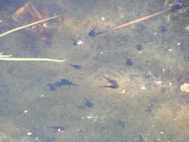 kikkervisjes van bert jorritsma