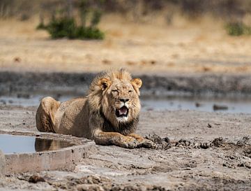 Leeuw in Namibië, Afrika van Patrick Groß