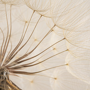 Ländliche Beschaulichkeit: Der Flaum eines Morgensterns (Tragopogon)