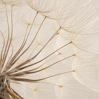 Tranquillité rurale : le duvet d'une étoile du matin (Tragopogon)