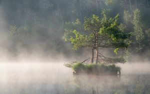 Oisterwijker Niedermoor von Jeroen Linnenkamp