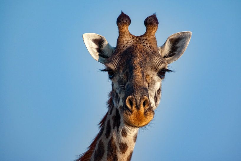 Giraffekop van Peter Michel