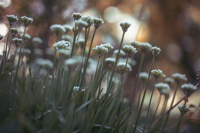 bloemen part 179 van Tania Perneel