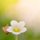 Little Snail on a flower by Foto NVS thumbnail