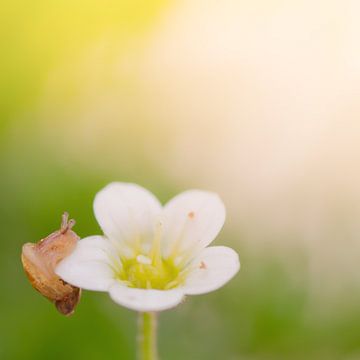 Little Snail on a flower van Foto NVS