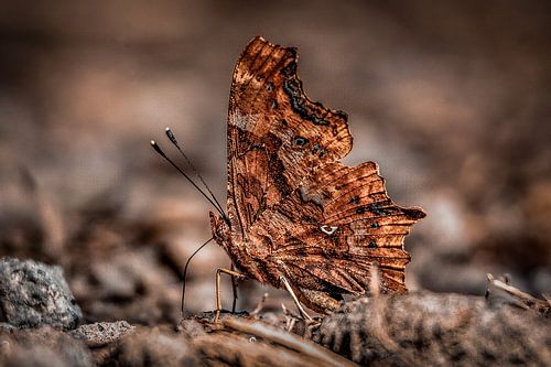 Aurelia, chopped up and disguised as a leaf