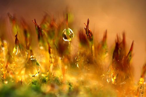 Makrotropfen aus Gold