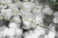 blossom
