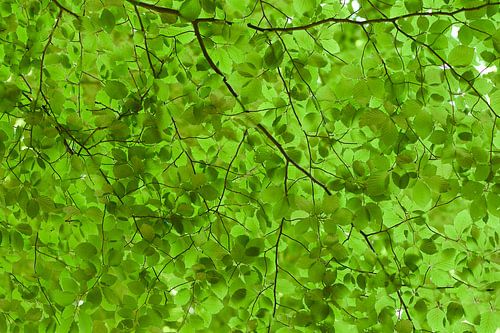 Mintgrüne Blätter von Marco Liberto