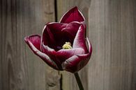 Dunkelrote/weiße Tulpe von Ton van Waard - Pro-Moois Miniaturansicht