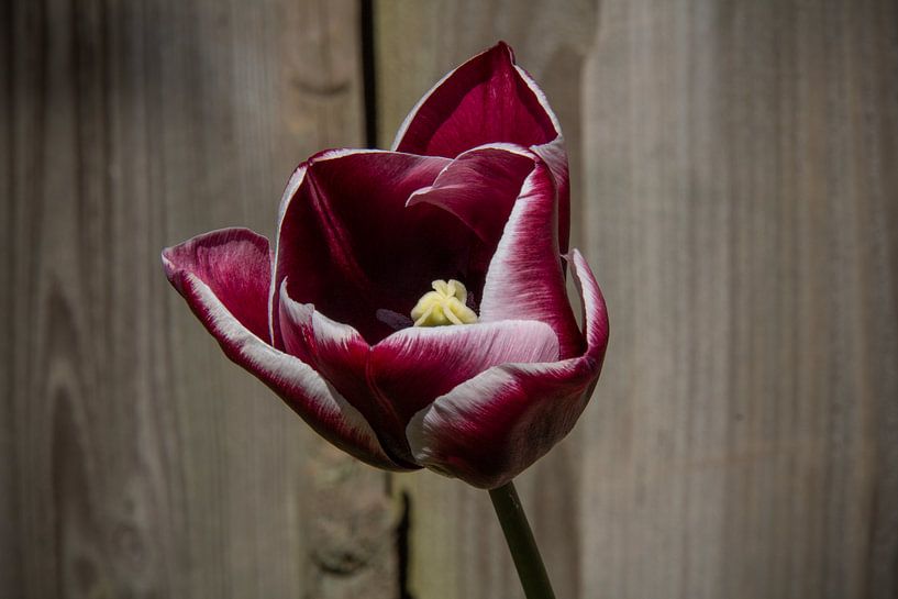 Dunkelrote/weiße Tulpe von Ton van Waard - Pro-Moois