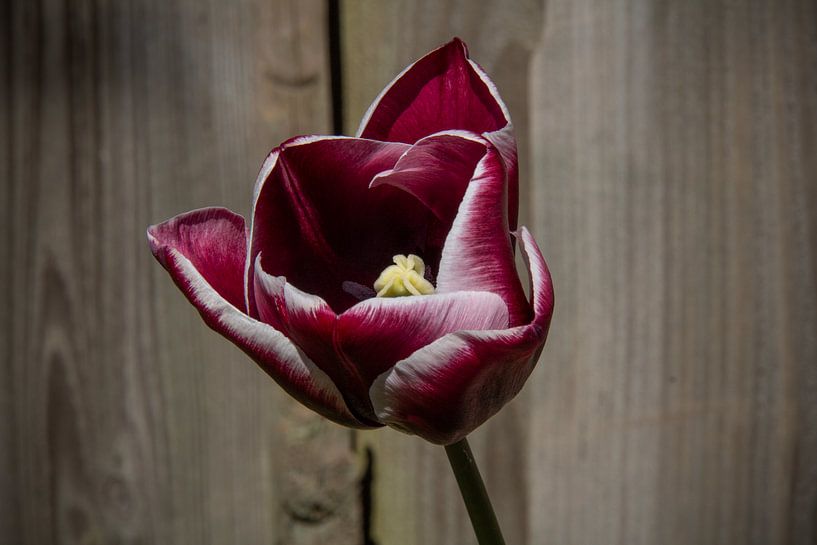 Dark red/white tulip by Ton van Waard - Pro-Moois