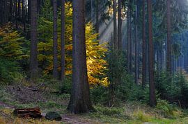 Herbst von Karin Jähne