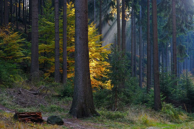 Herfst van Karin Jähne