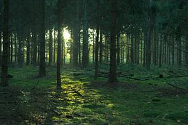 Green forest in the setting sun. by Yorrit v.d.Kaa
