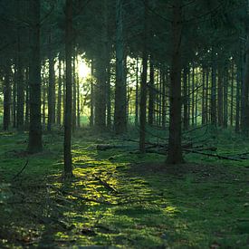 Forêt verte dans le soleil couchant. sur Yorrit v.d.Kaa
