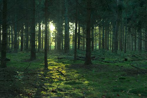 Green forest in the setting sun.