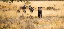 Veluwe sur Eric Arnoldussen