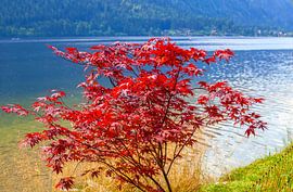 Ein roter Ahornbaum von Christa Kramer